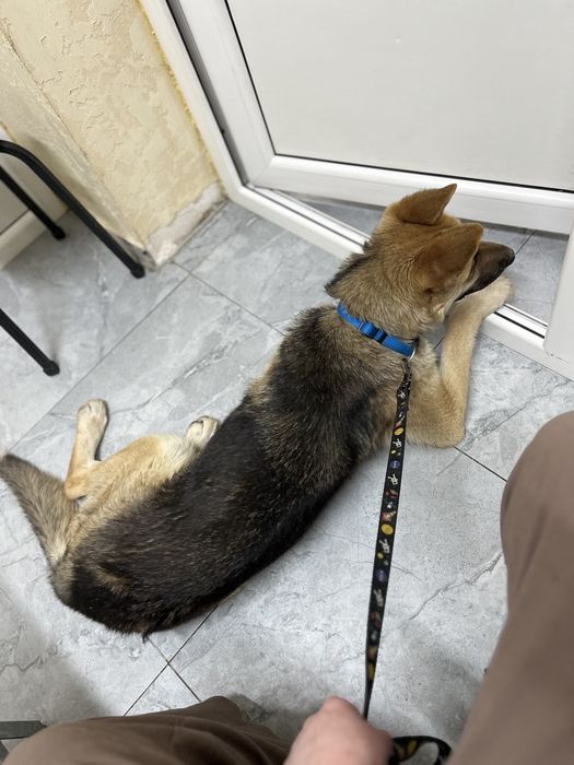 Поиск дома для Киры