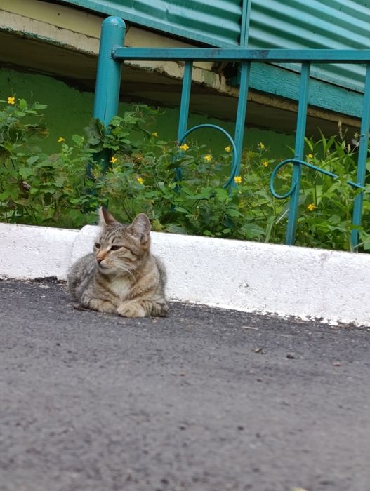 Кошечка только в добрые руки