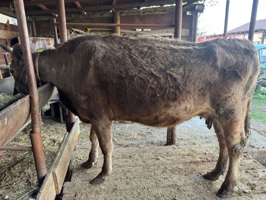 Продам корову с телёнком