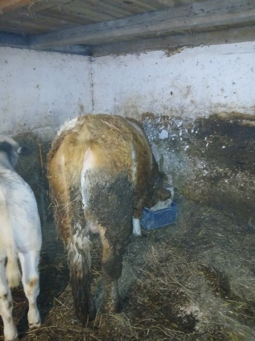 Vând taur bun de monta.