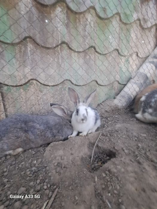 Животные кролики