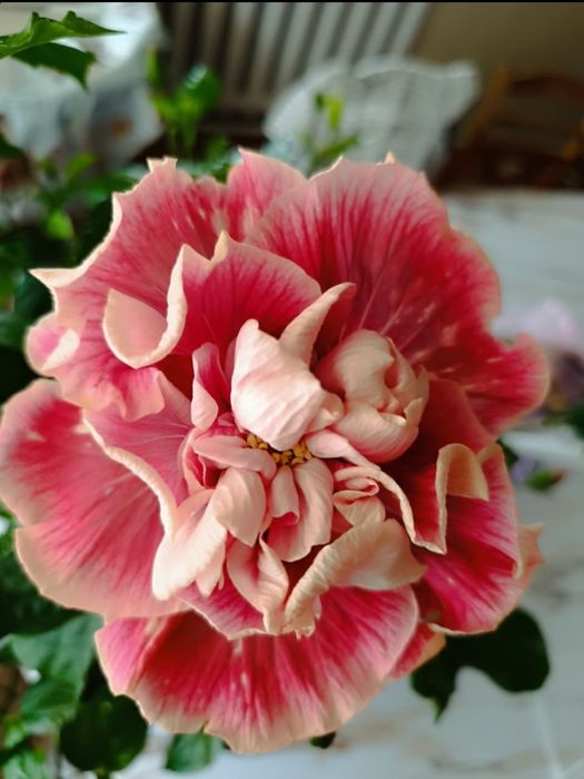 Продам Гибискус Магнифик