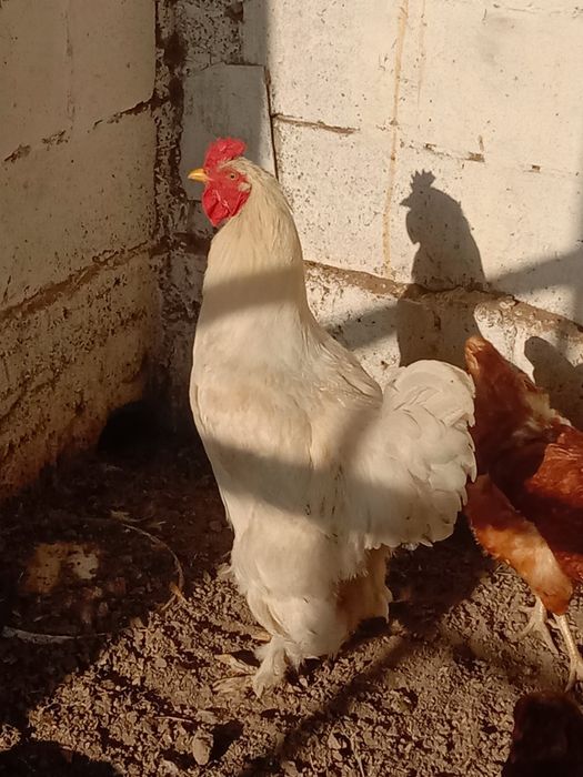 Продаётся петух брама