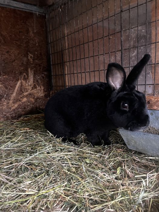 Iepuri de rasa de vanzare