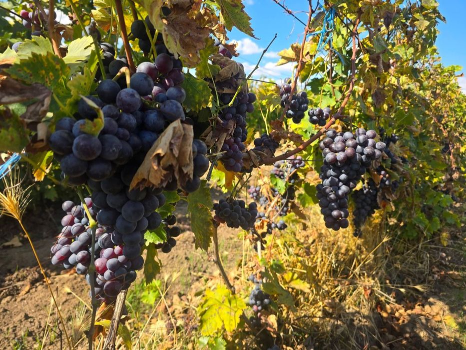 Struguri de vânzare pentru vin si de masa.
Tel : 0783 082 299