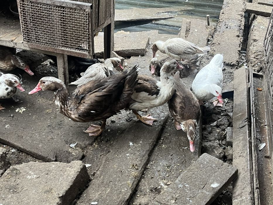 Шипуны индоутки