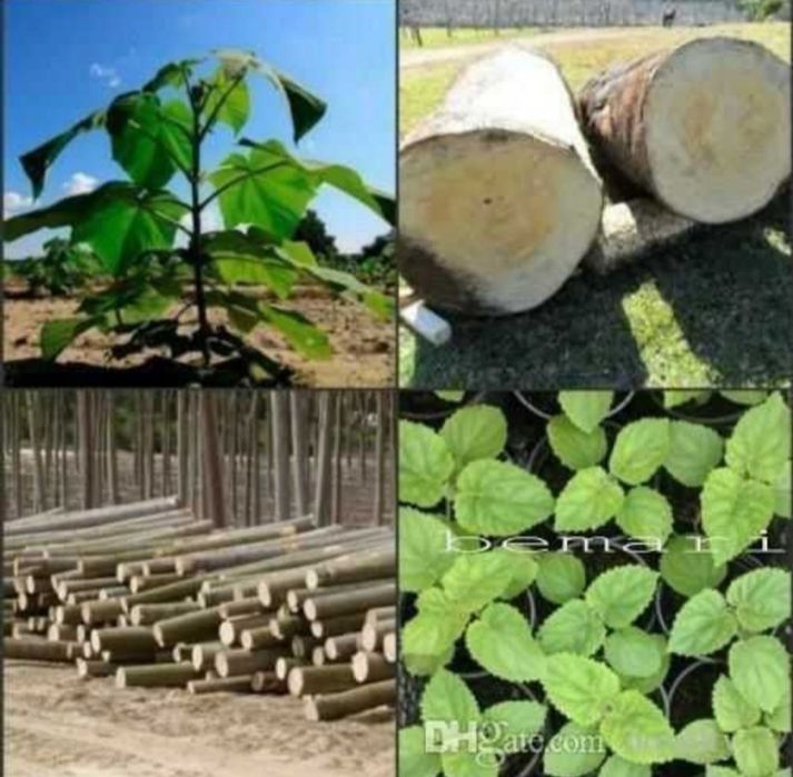 Pavloniya urug'i, Павлония уруги.