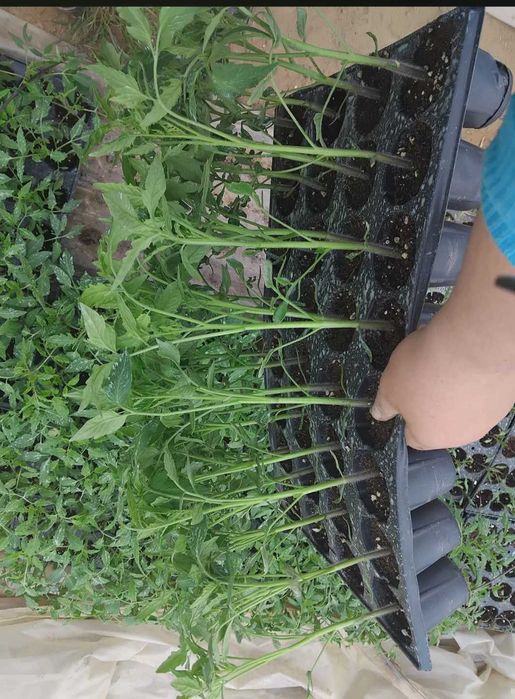 Расад домати и Арпаджик перфектни