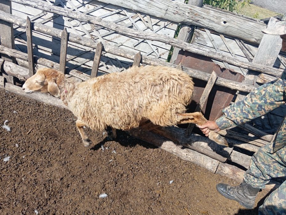 Продам 3 БАРАНА не больших