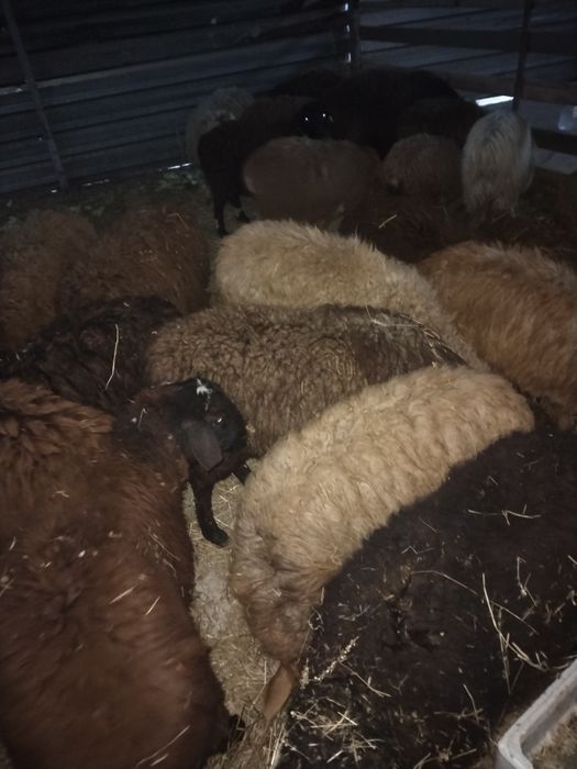 Қой сек Тохты сатылады