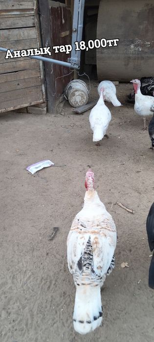 Сатылатындар продоется