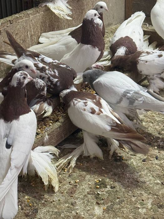 Faol kaptarlar sotiladi