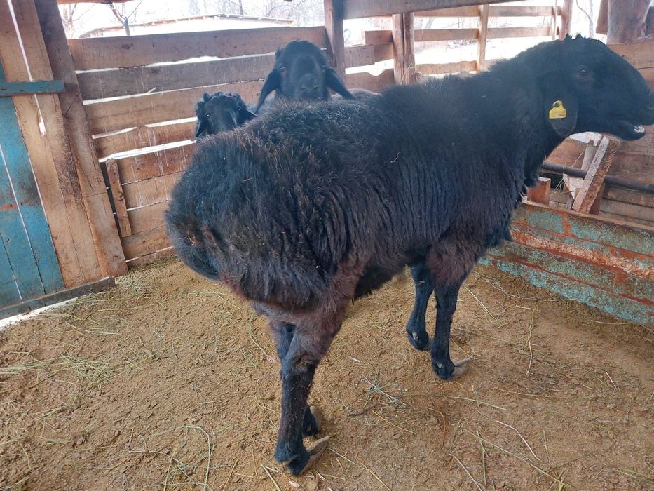 3 Жасар  2 Кошкар