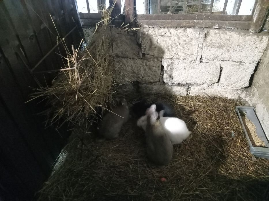 Кроликов чистокровный