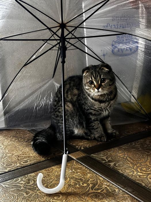 Отдам породистую кошку