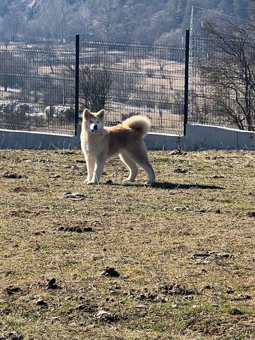 Акита ину японска