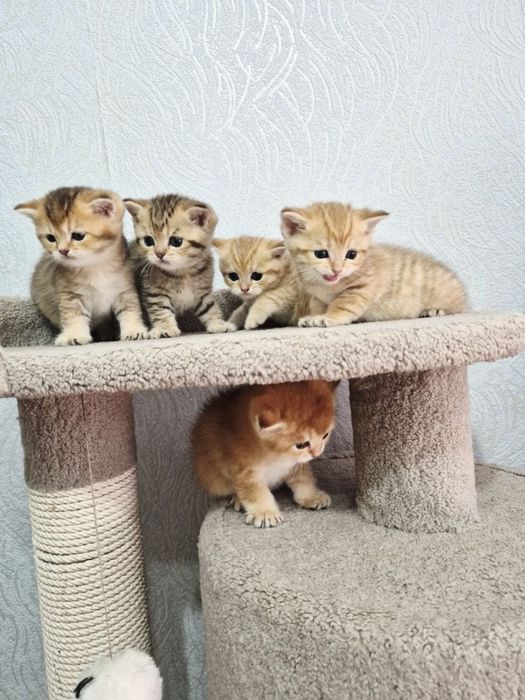 Котята британская шилшилла