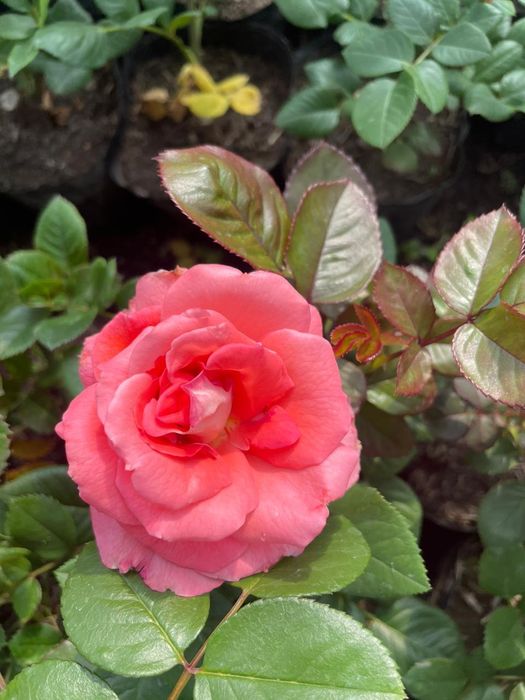 Роза  көшеттер  .