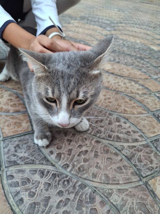 Кошка домашняя, серая