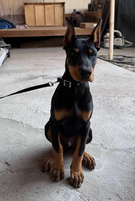 Ветеринарный врач на дом Забота о вашем питомце моя профессия и любовь