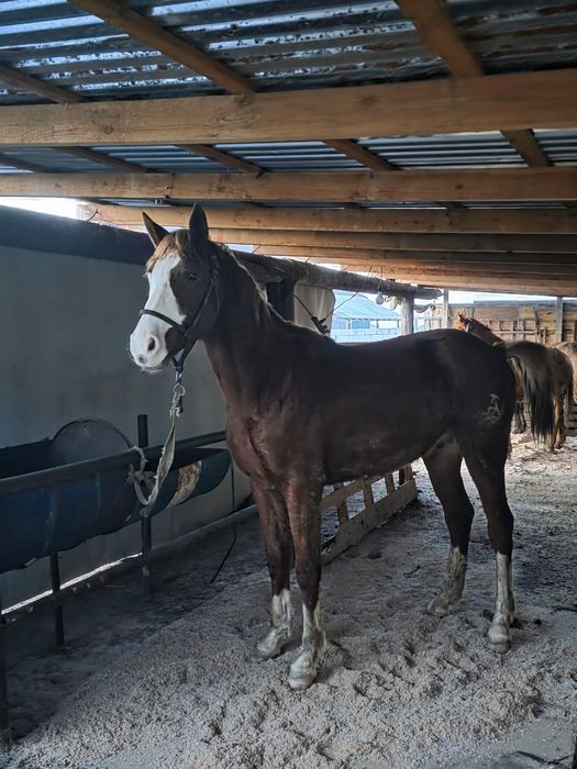 Екі жасар құнан сатылады