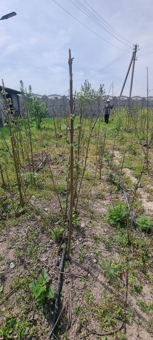 Продаются саженцы повлония