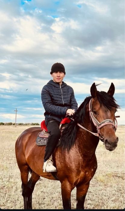 Айғыр сатылад 7 жасар