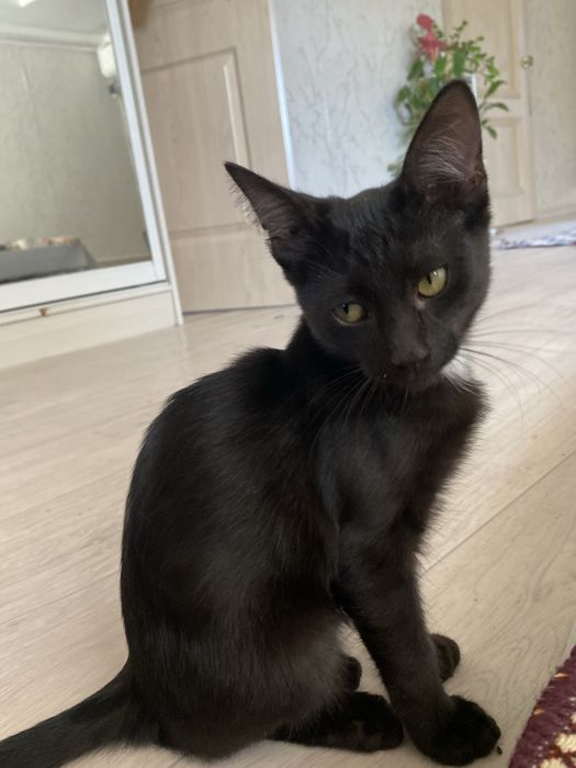 котята бесплатно