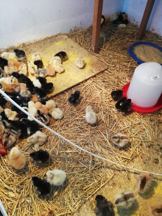 Puii Aracuana ouă verzi și puii găină de Țara