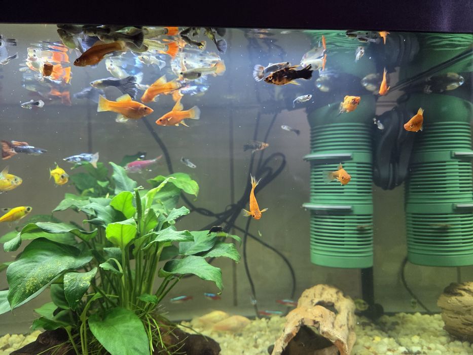 Pesti de acvariu (Xipho si guppy)