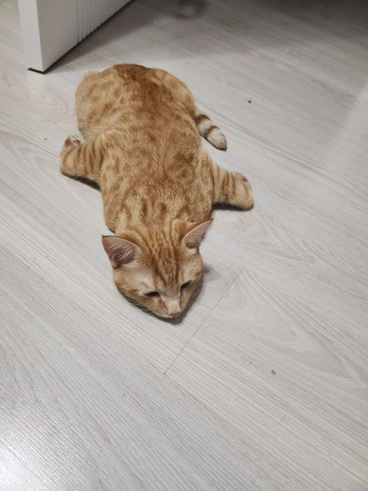 Пропал рыжий кот