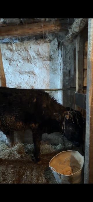 Продаю бычков Караганда