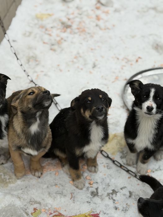 Отдам щенят в добрые руки