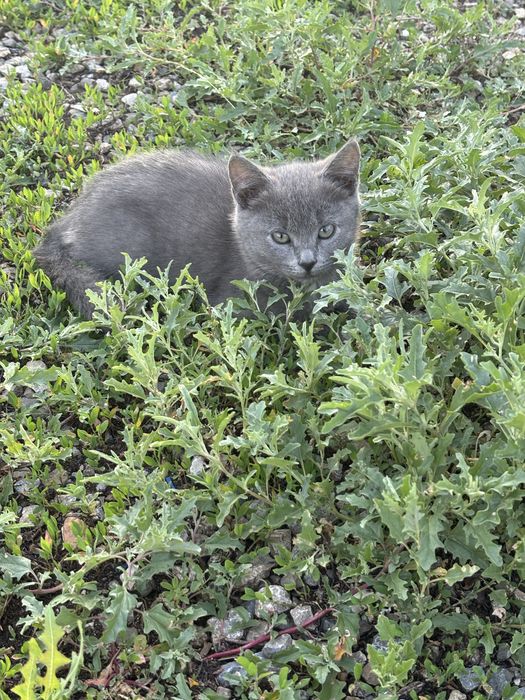 Отдам в добрые руки котенка