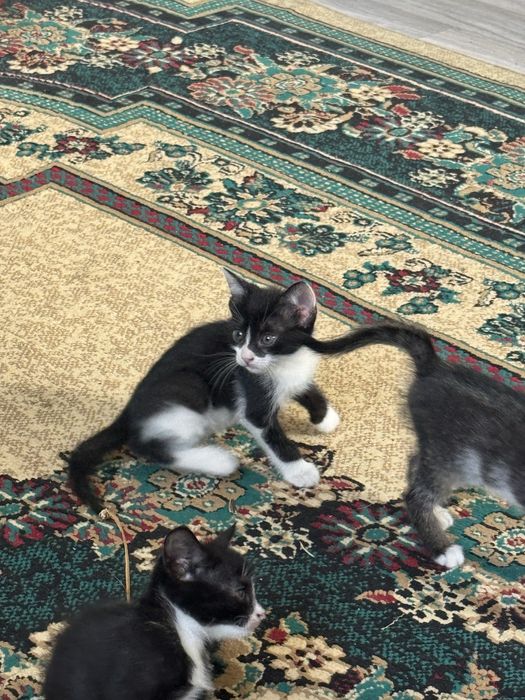 Отдам котят бесплатно