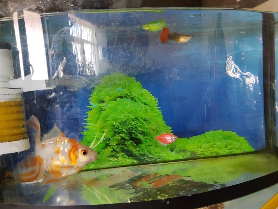 Аквариум 30л баликлари билан