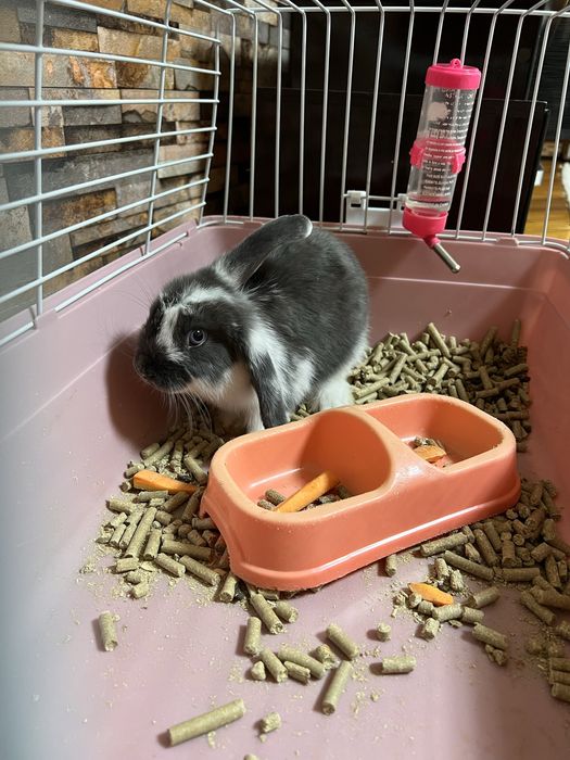 Продам декоративный карликовый кролик в серо-белом цвете