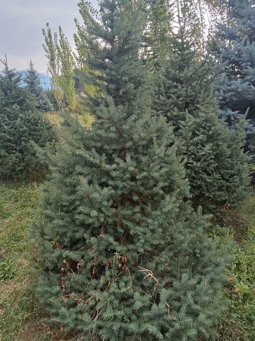 Ели таньшанские, европейские