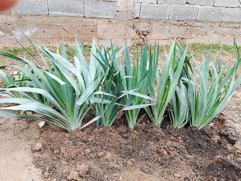 Продаются Юкка, семейство агава.