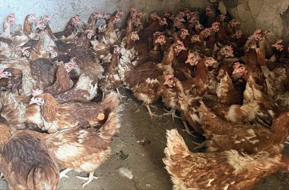Продам курей Ломан Браун, Коралл Ник