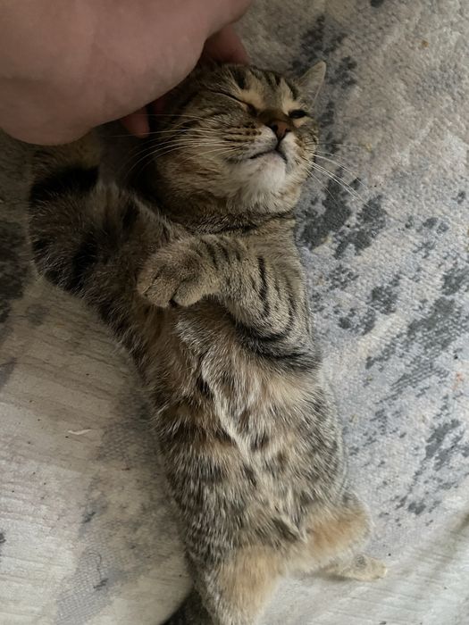 Кошка отдам даром