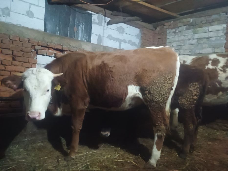 Vând jurinca la prima fătare gestanta in 5 luni