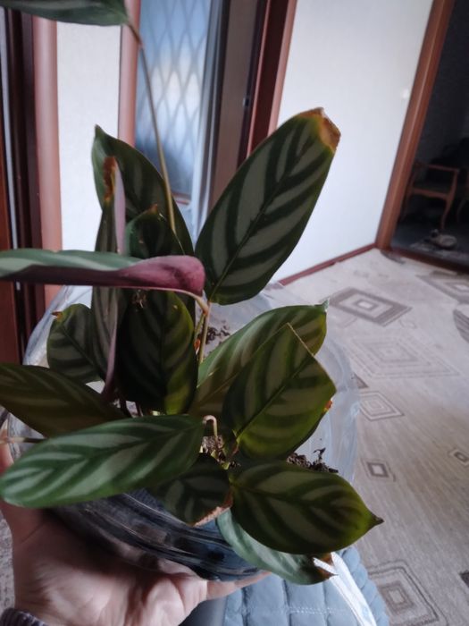 Продам цветы домашние