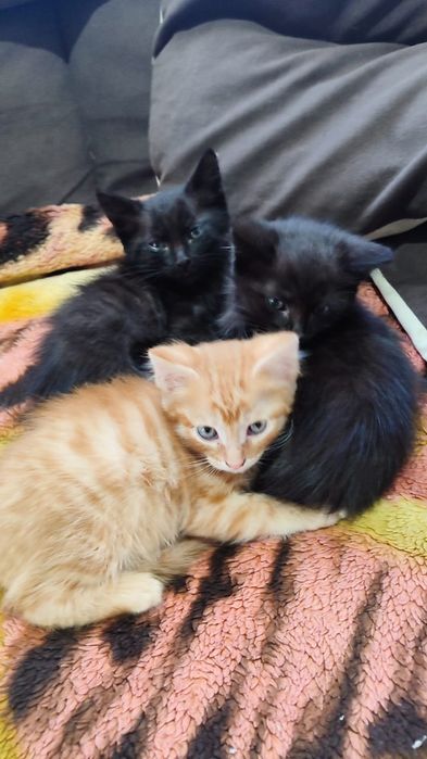 Котята на пристрой