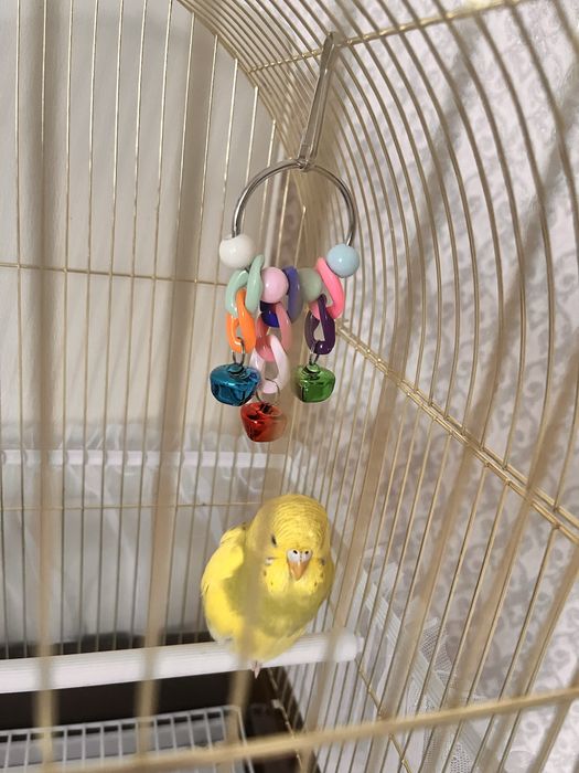 Продам волнистого попугая с клеткой