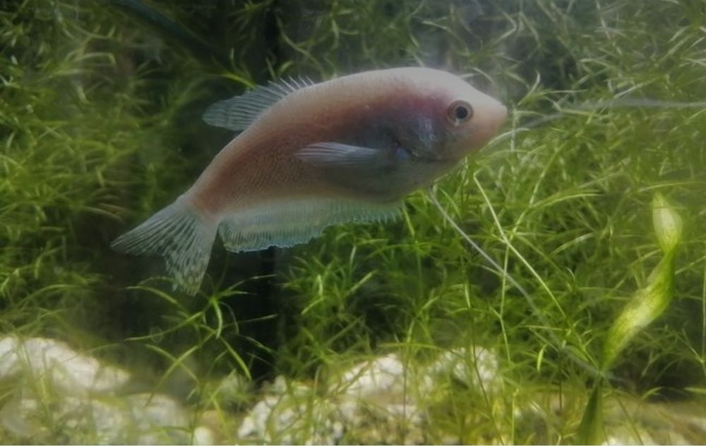 Продам платиновую гурами