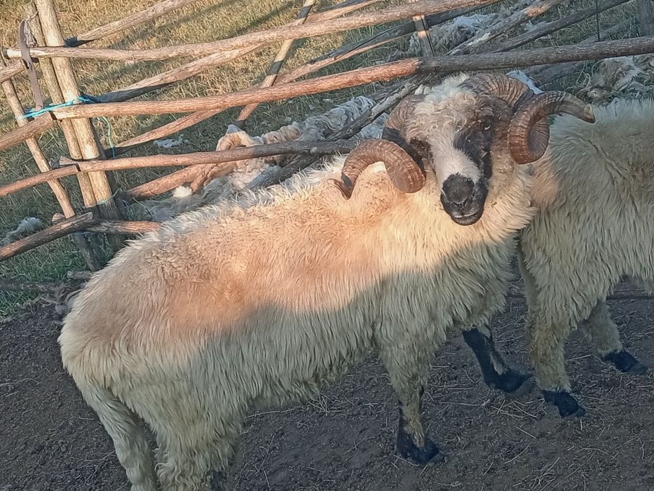 De vânzare Berbec sau schimb cu animale
