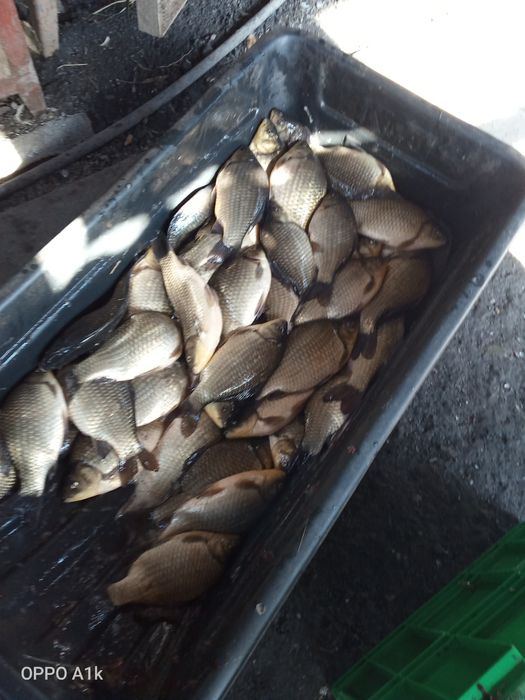 Продам карася,только опт