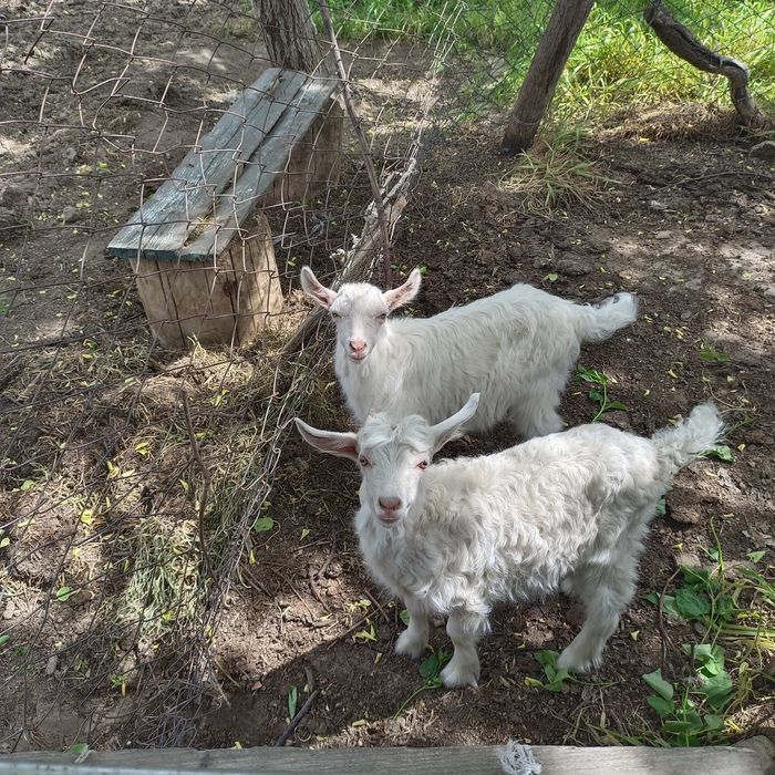 Заанен лақтар Ламанча ешкі