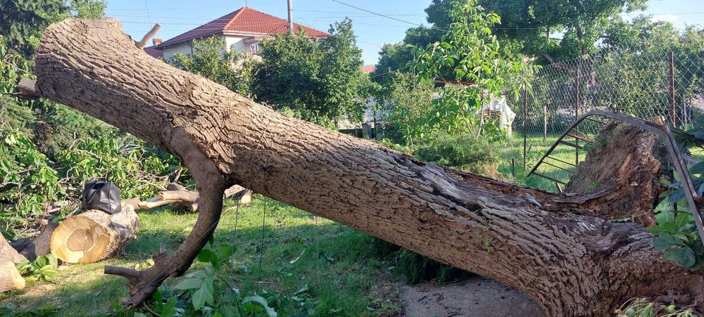 Орехов материал на трупи